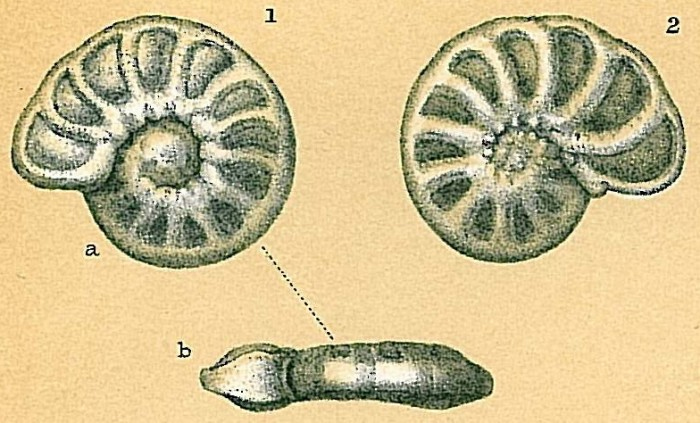 Direi Hyalinea balthica (Foraminifera)